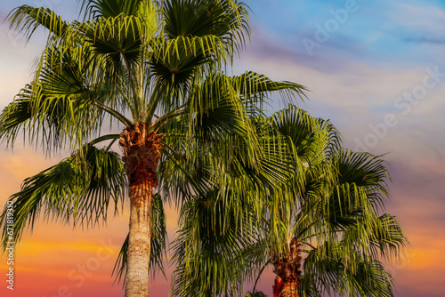 Palm trees close-up with orange sunset sky in the background