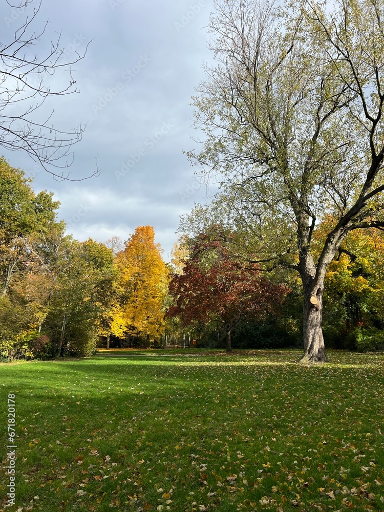 plants with yellow foliage on an autumn day in the park