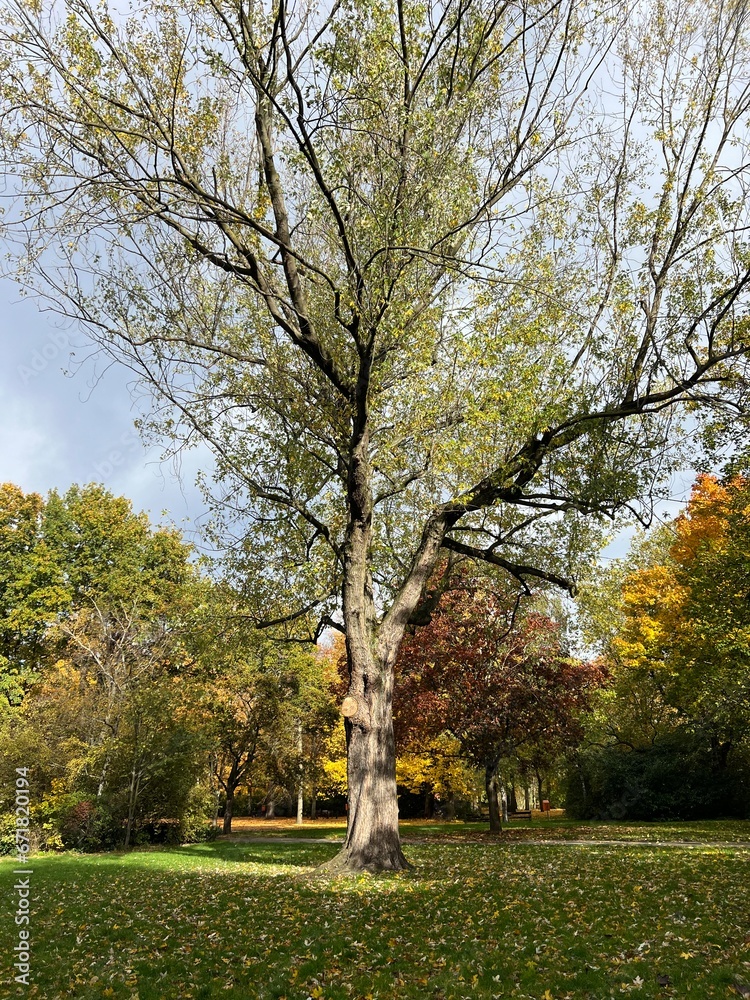 plants with yellow foliage on an autumn day in the park