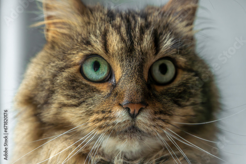 Brown tabby hairy female cat with green eyes interior near window