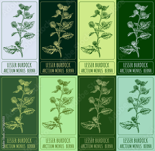 Set of vector drawing of LESSER BURDOCK in various colors. Hand drawn illustration. Latin name ARCTIUM MINUS BERNH.