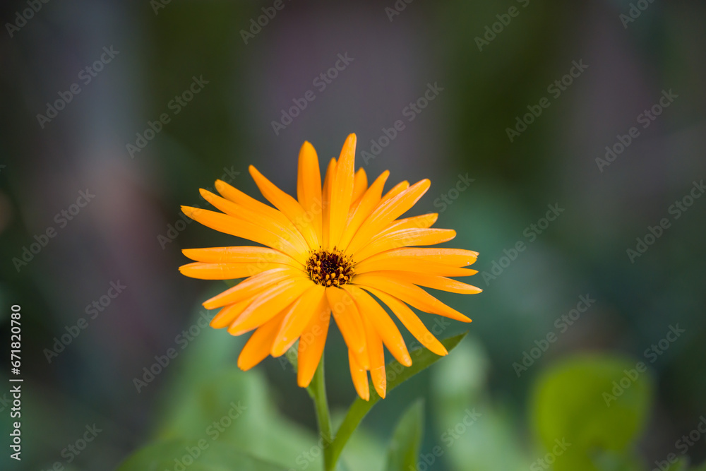 Obraz premium Orange flower