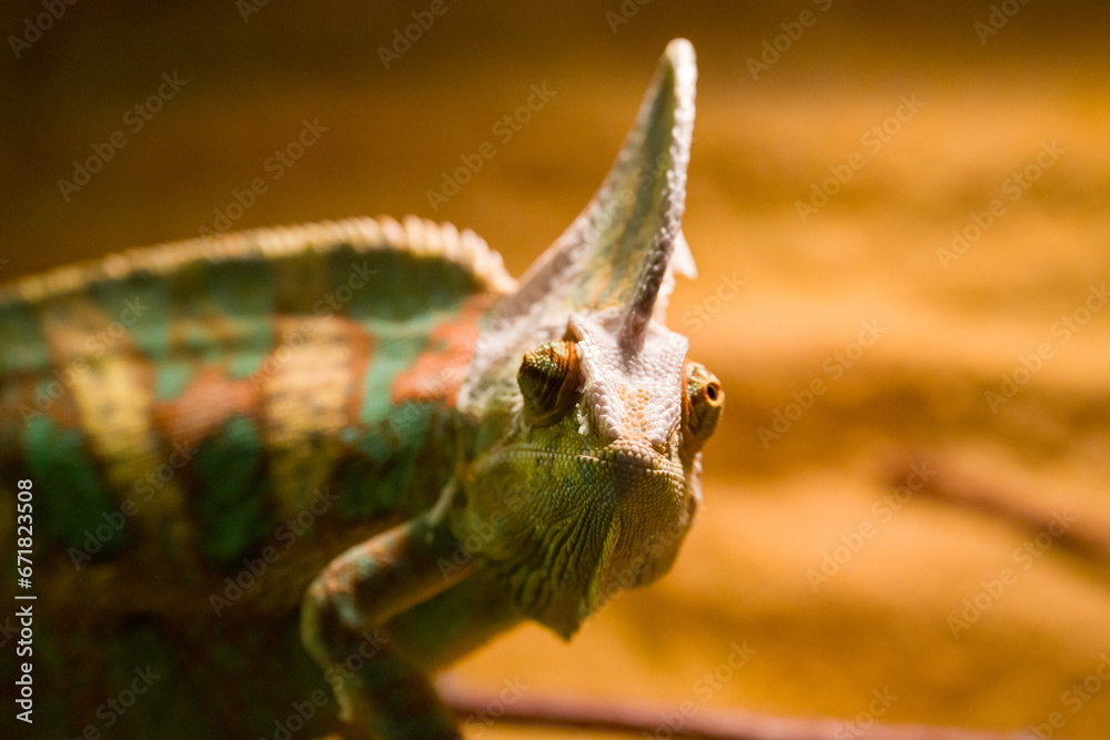 Fototapeta premium Beautiful animals in the hodonín zoo in the Czech Republic