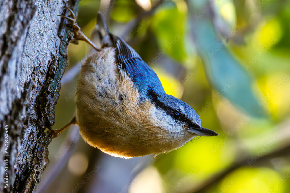 Eurasian nuthatch (Sitta europaea, known as wood nuthatch) in a characteristic head-down position, northern Poland. Selective focus on bird's eye