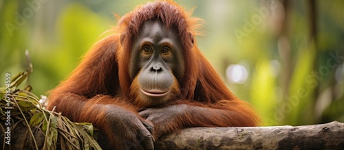 An orangutan residing in Thailand anticipates being sent back to Indonesia where it can receive protection under the CITES Convention for wildlife