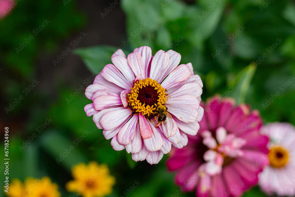 Obraz premium A bee eats nectar from a flower