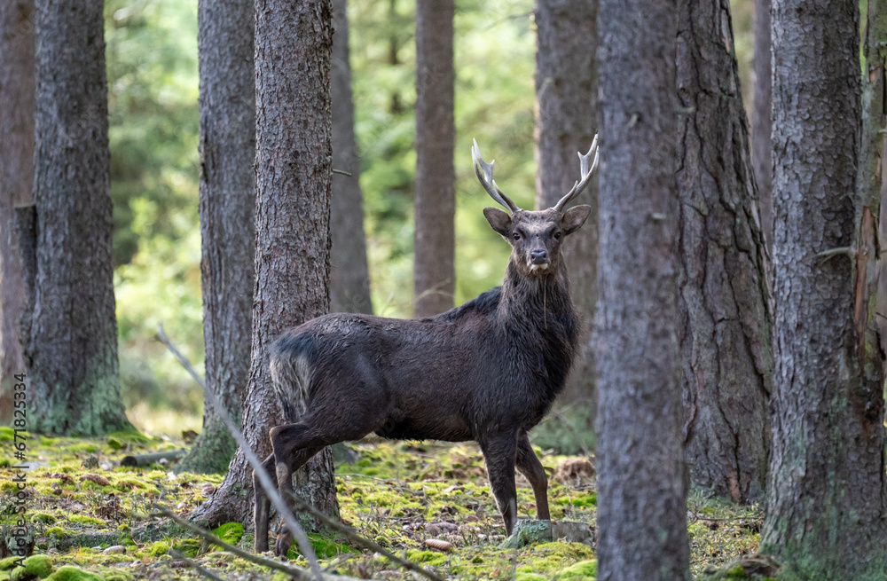 sika deer in heat in the wild