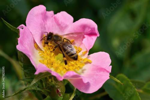 Biene sammelt Pollen auf der schönen rosa Blüte einer Heckenrose (Rosa canina) mit vielen gelben Staubblättern - Baden-Württemberg, Deutschland