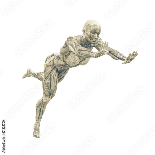 female swole muscle maps on falling down pose © DM7