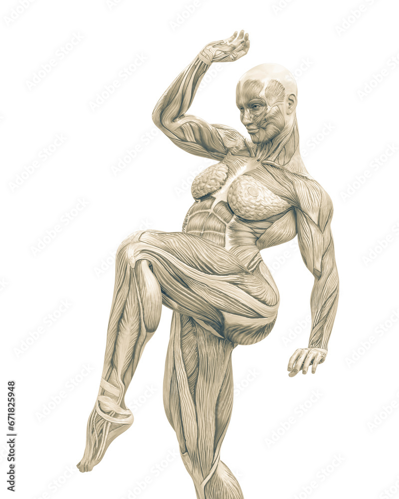 female swole muscle maps on action kick pose female swole muscle maps on action kick pose