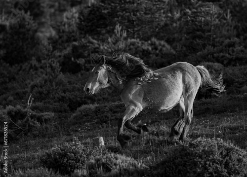 Wild horses run through the mountains in complete freedom to the delight of the observer!