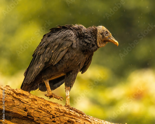 Black Vulture Standing on Tree