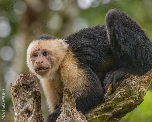 White-Faced Capuchin Monkey in Tree © Tom