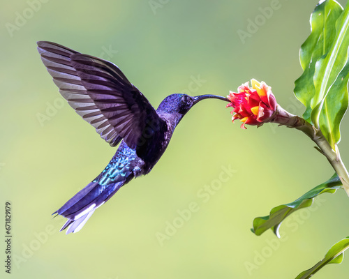 Blue Hummingbird Feeding on Nectar