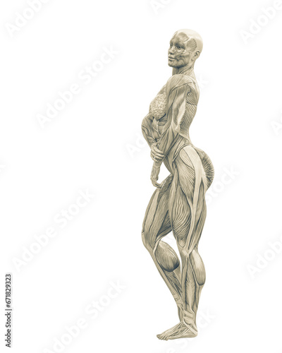 female swole muscle maps on standing up pose