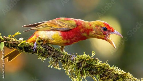 Summer Tanager Standing on Branch