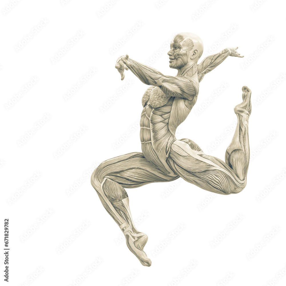 female swole muscle maps is jumping female swole muscle maps is jumping