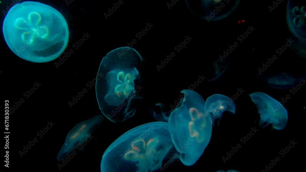 Calming moon jellyfishes in the aquarium