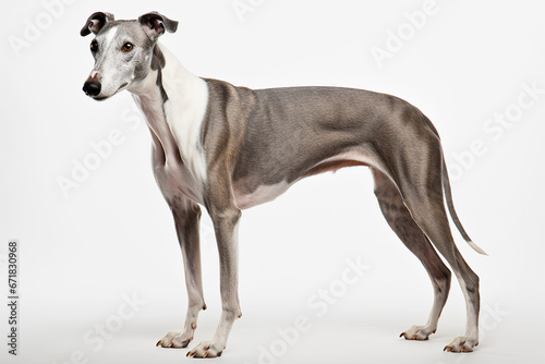 greyhound breed dog on white background