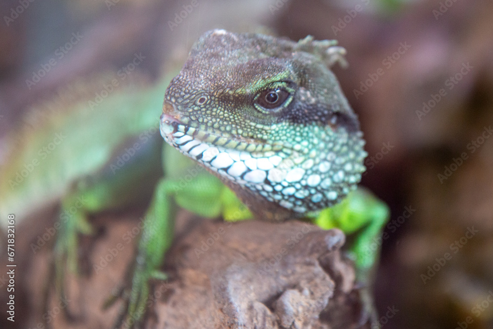 Fototapeta premium Chinese water dragon also Indochinese water dragon (in german Grüne Wasseragame also Grüner Wasserdrache also Hinterindische Wasseragame) Physignathus cocincinus
