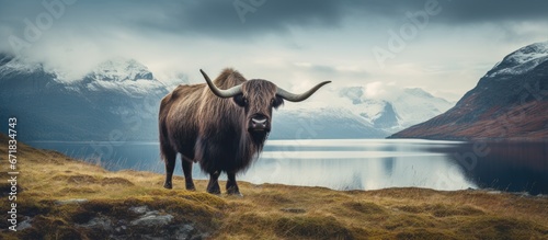 Wildlife in Norway includes the majestic bison with its distinctive horns