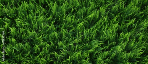 Background of green grass surface