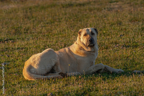Quadro su tela Large sheepdog lying in the grass