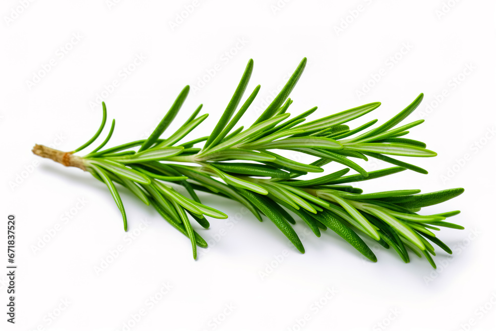 Fresh green sprig of rosemary isolated on a white background. Green natural spices. Fresh green sprig of rosemary isolated on a white background. Green natural spices.