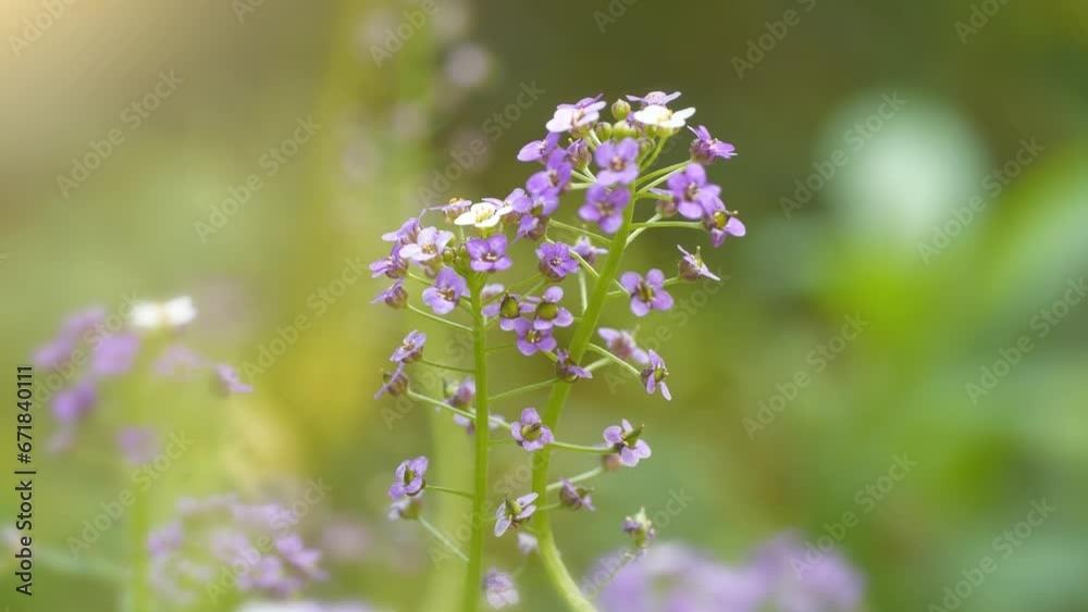 Very little beautiful purple flowers grow in garden. Arabidopsis or rockcress - genus in family Brassicaceae. They are small flowering plants related to cabbage and mustard Very little beautiful purple flowers grow in garden. Arabidopsis or rockcress - genus in family Brassicaceae. They are small flowering plants related to cabbage and mustard