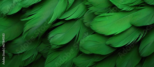 An intriguing pattern appears on the background of feathers that are green