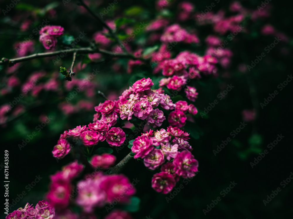 Fototapeta premium Pink flowers in the park