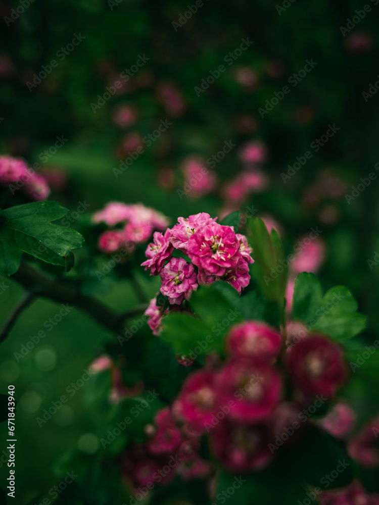 Fototapeta premium Pink flowers in the park