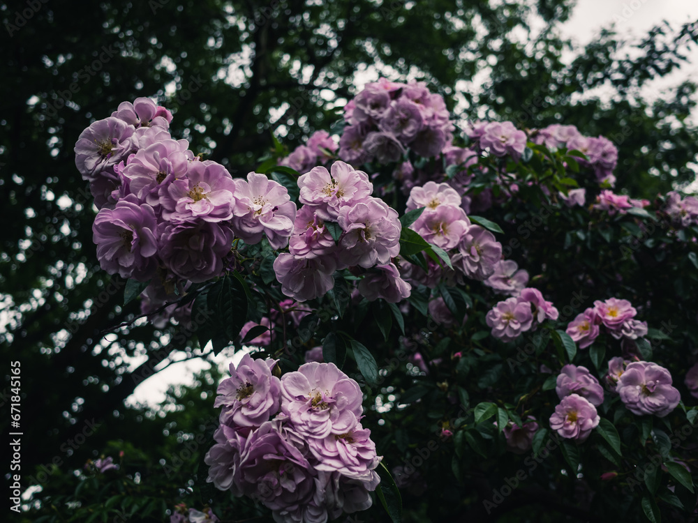 Fototapeta premium Roses in the garden