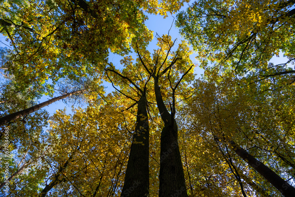 Obraz premium autumn in the forest