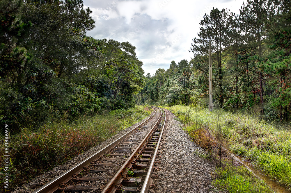 Into the Heart of the Wilderness: Railroad Through the Wild Forest