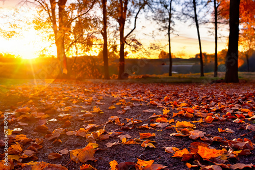 Beautiful autumn landscape at sunset with fallen leaves on the foreground