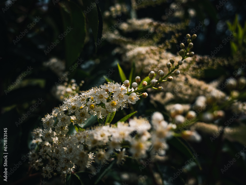 Fototapeta premium Spring flowers in the park
