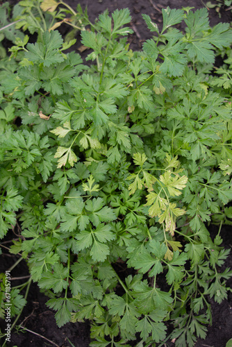 parsley grows from the ground
