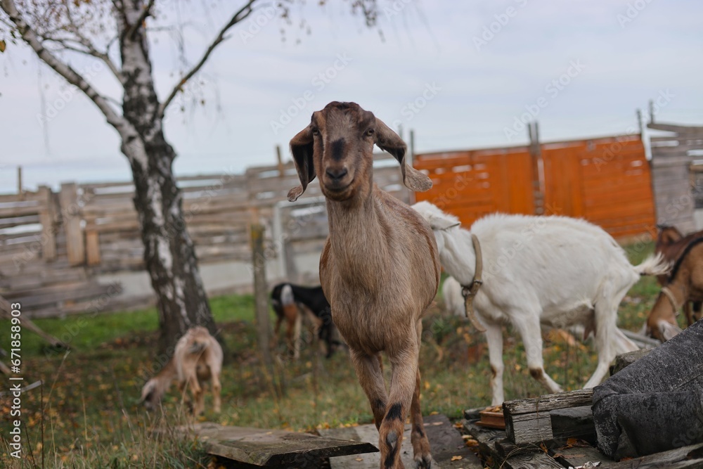 goats on the farm goats on the farm