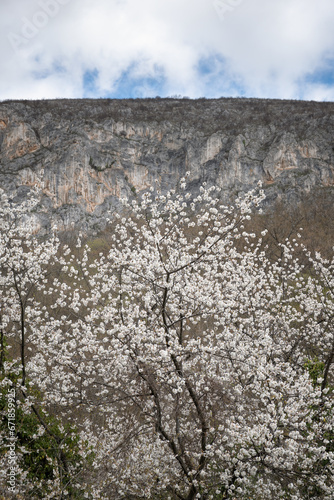Tree in a blossom with sunlit white flowers against the rocky cliff