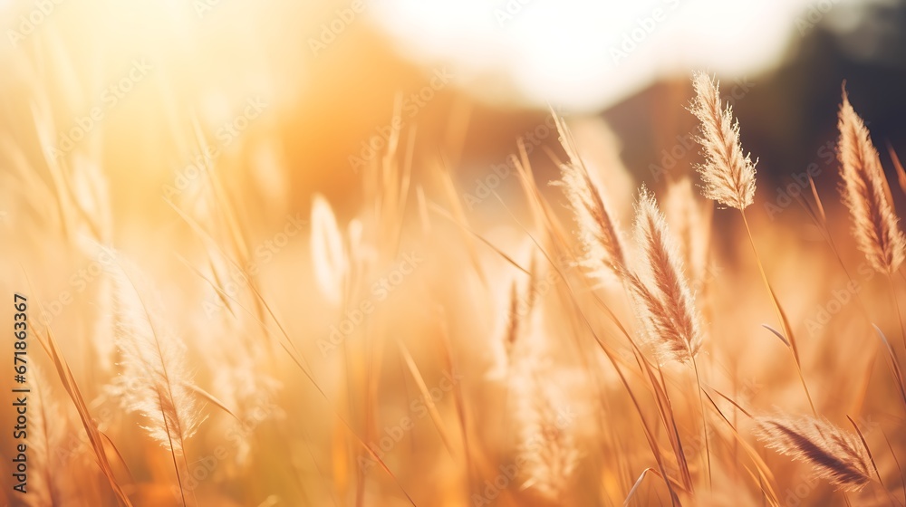 Wild grass in the forest at sunset. Macro image, shallow depth of field. Abstract summer nature background. Vintage filter Wild grass in the forest at sunset. Macro image, shallow depth of field. Abstract summer nature background. Vintage filter