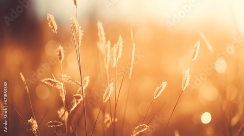 Wild grass in the forest at sunset. Macro image  shallow depth of field. Abstract summer nature background. Vintage filter
