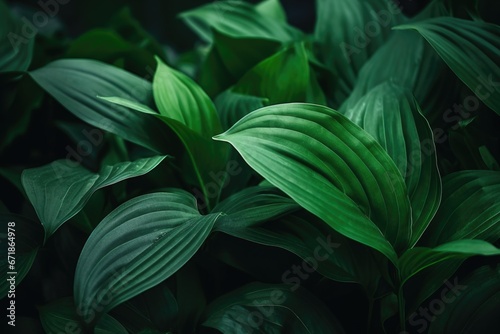 Background dark green leaves in sunlight.