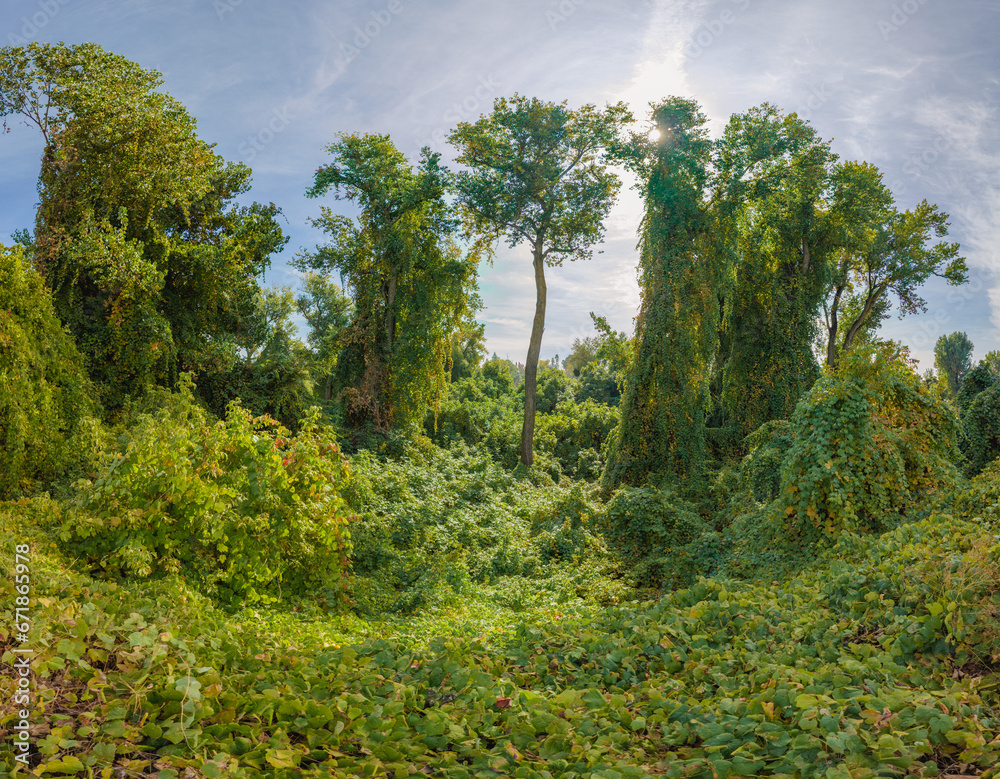 Fototapeta premium Trees growing near the sacramento river covered in vines 