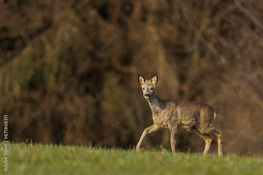 2023-03-12, GER, Bayern: Ein Rehbock am Waldrand. 2023-03-12, GER, Bayern: Ein Rehbock am Waldrand.