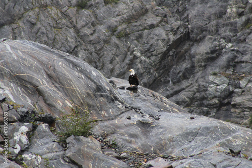 crow on the rocks