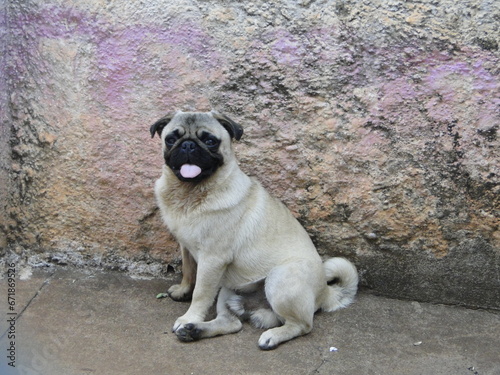 dog in the park