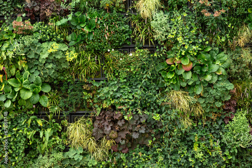 Green wall of plants. Green wall texture background. Wall of green plants.
