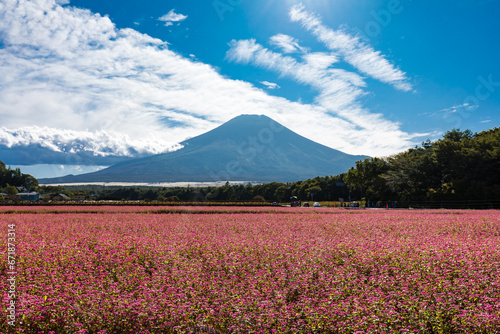 (山梨県ｰ風景)タカネルビーと富士山２ © moarave