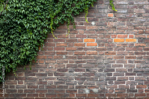 Old brick wall with green ivy growing on it. Natural background. © Kateryna
